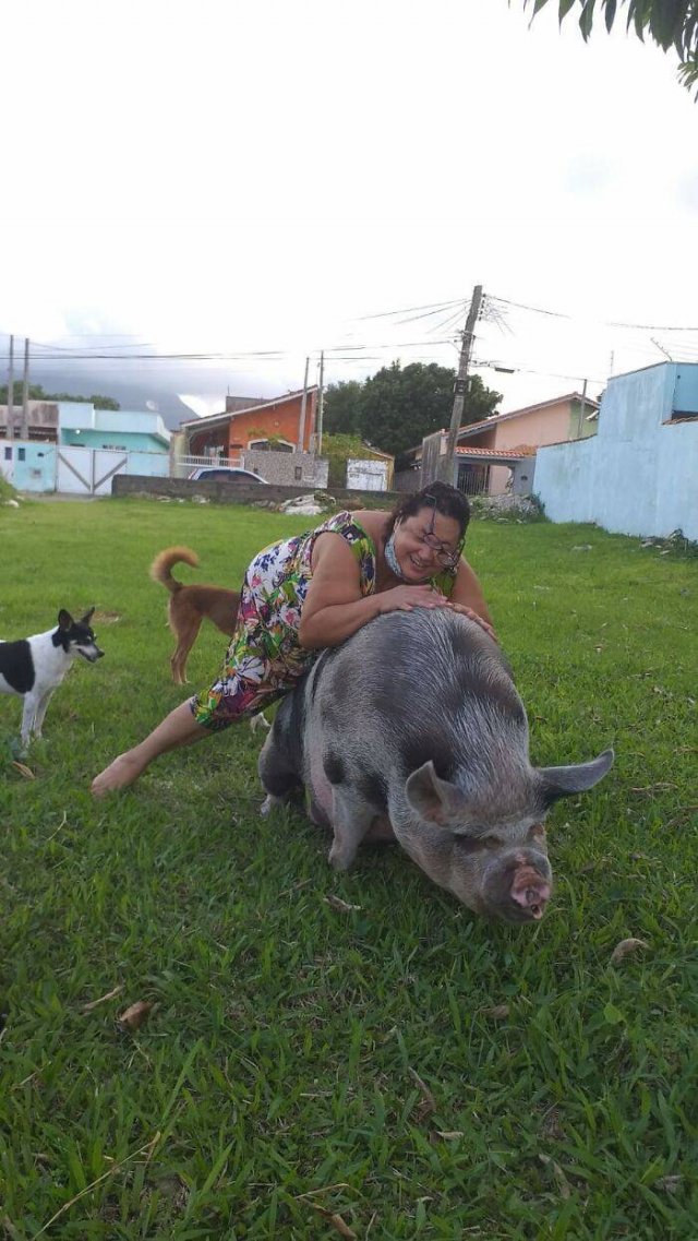 When Your Piglet Grow So Fast (11 pics)