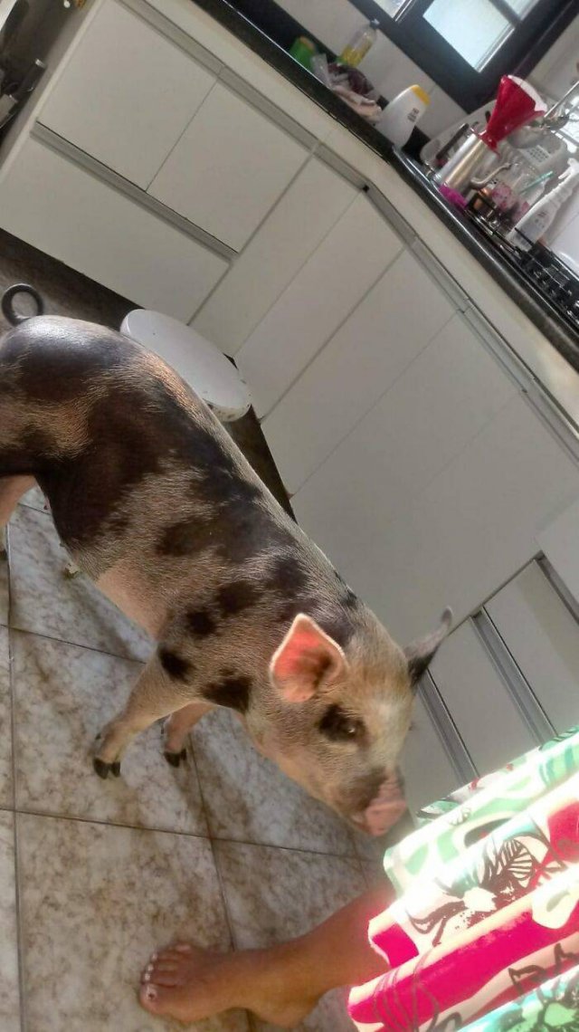 When Your Piglet Grow So Fast (11 pics)