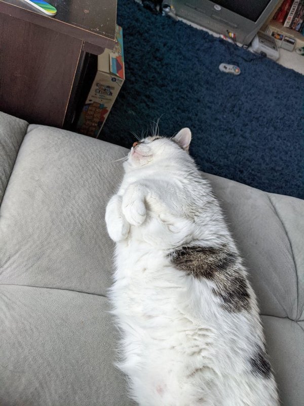 Curled Feet Pets (30 pics)