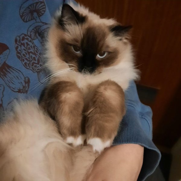 Curled Feet Pets (30 pics)