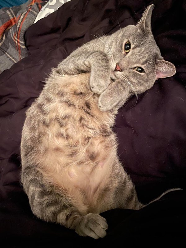 Curled Feet Pets (30 pics)