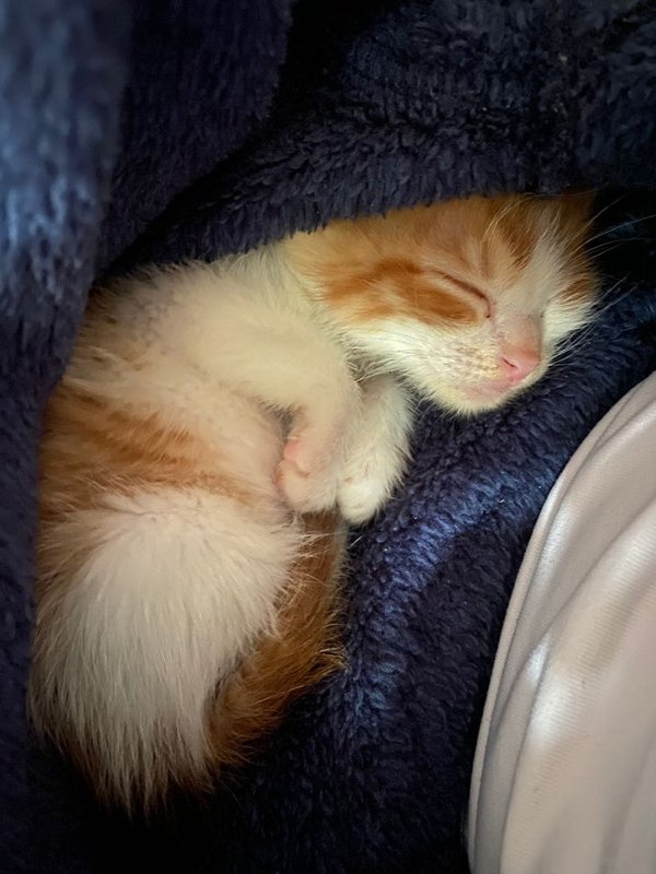 Curled Feet Pets (30 pics)