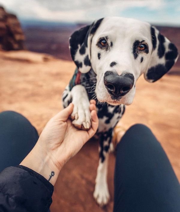 These Pets Are Special (21 pics) These Pets Are Special (21 pics)