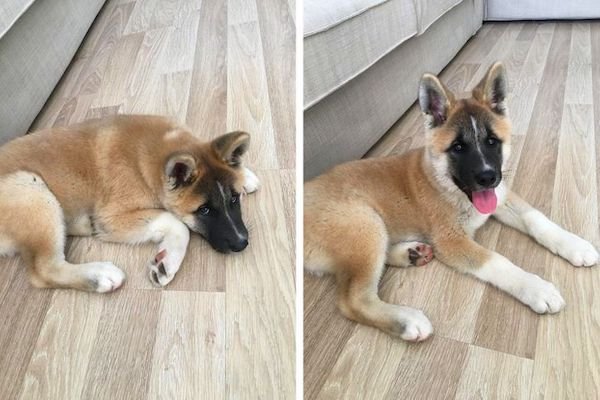 Adopted Animals (24 pics)