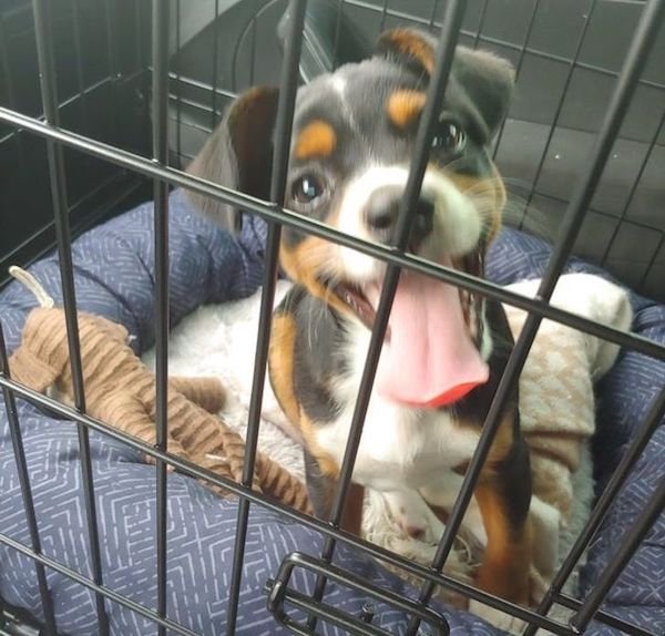 Adopted Animals (24 pics)