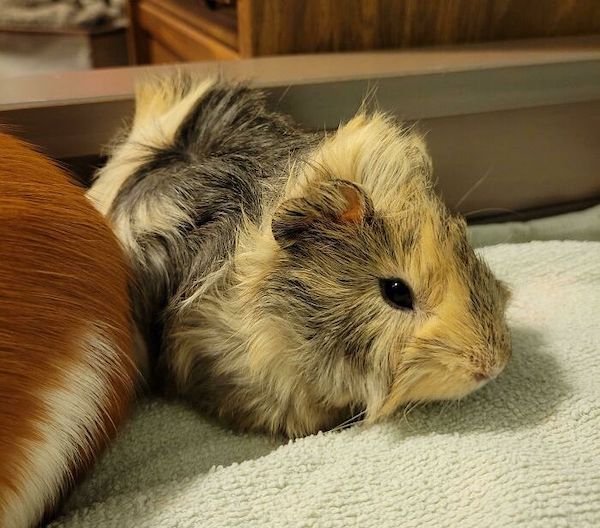 Adopted Animals (24 pics)