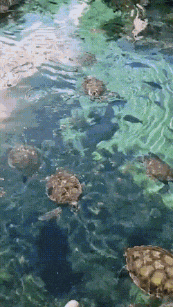 Acid Gifdump, December 14 (25 gifs)