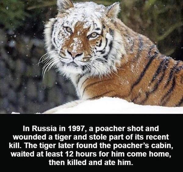 Curious Facts (26 pics)