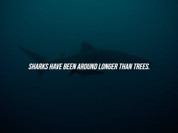 History Facts (15 pics)