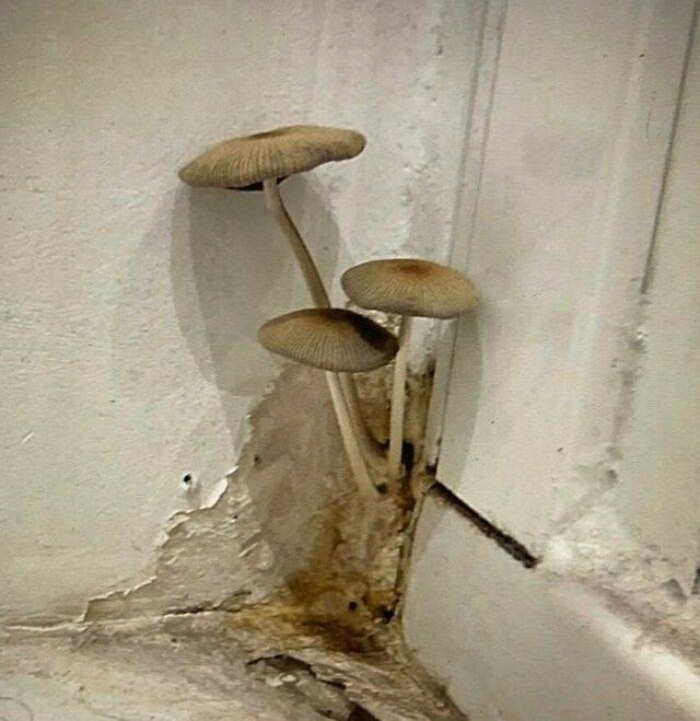 Awful Real Estate (27 pics)