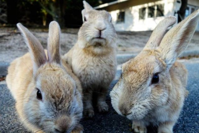 Life In Japan (19 pics)