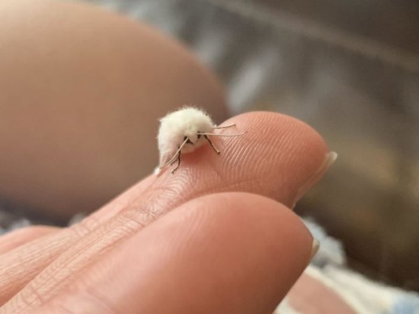 Tiny Animals (30 pics)