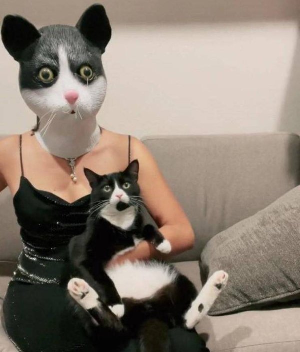 Hilarious Cats (28 pics)