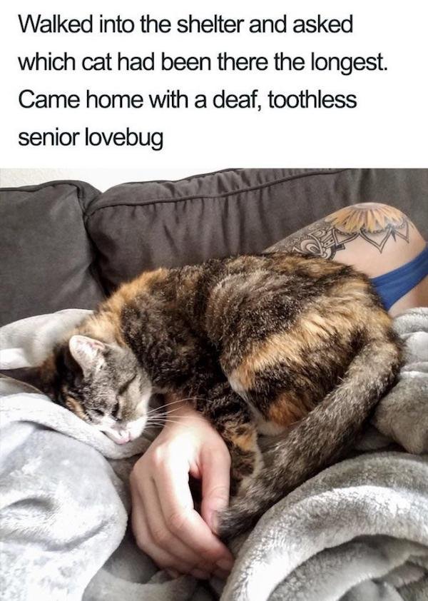 Wholesome Stories (66 pics)