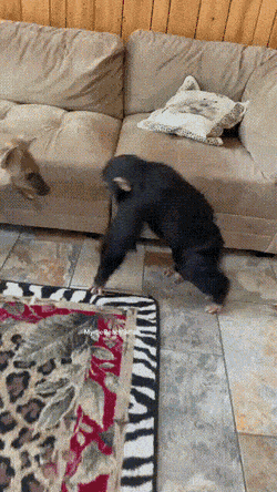 Acid Gifdump, December 22 (25 gifs)