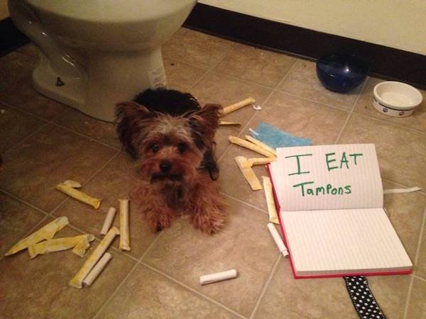 Funny Animals (60 pics)