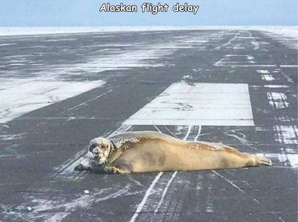 Funny Animals (60 pics)