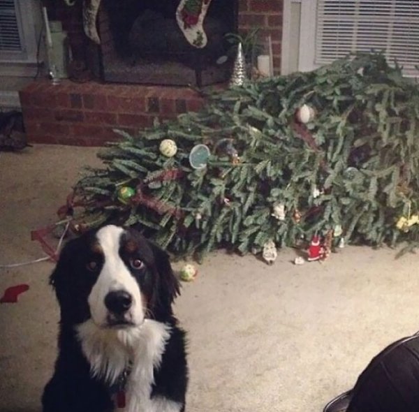 Christmas With Pets (30 pics)