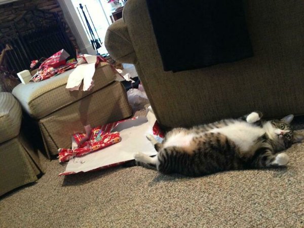 Christmas With Pets (30 pics)