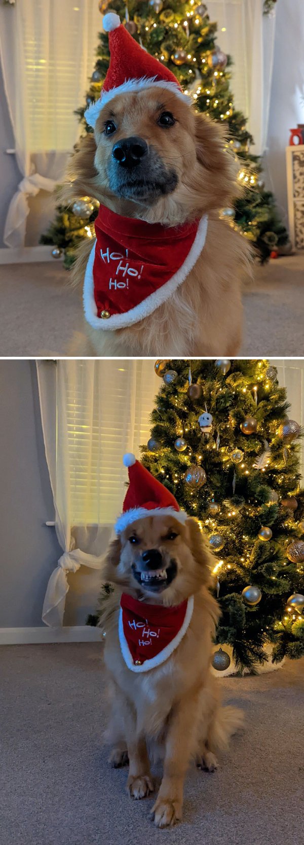 Christmas With Pets (30 pics)