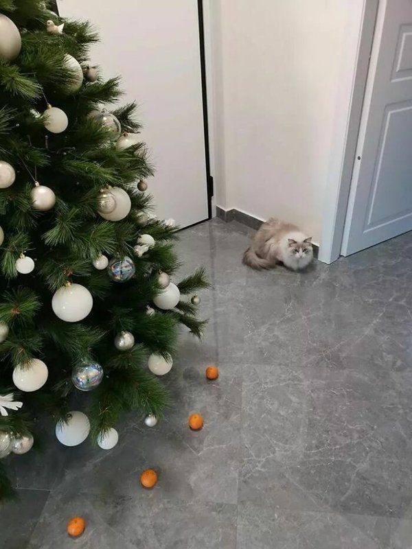 Christmas With Pets (30 pics)