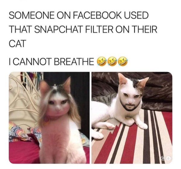 Hilarious Cats (50 pics)
