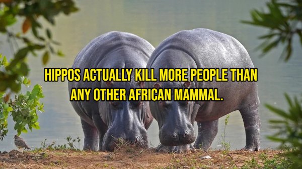 Curious Facts (22 pics)