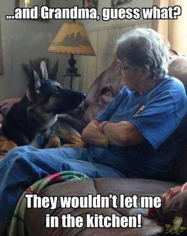 Funny Dogs (31 pics)