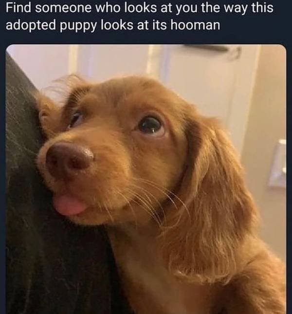 Funny Dogs (31 pics)