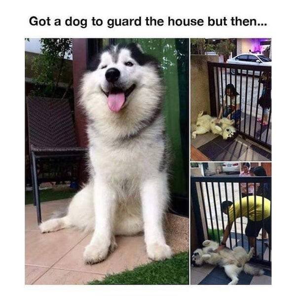 Funny Dogs (31 pics)
