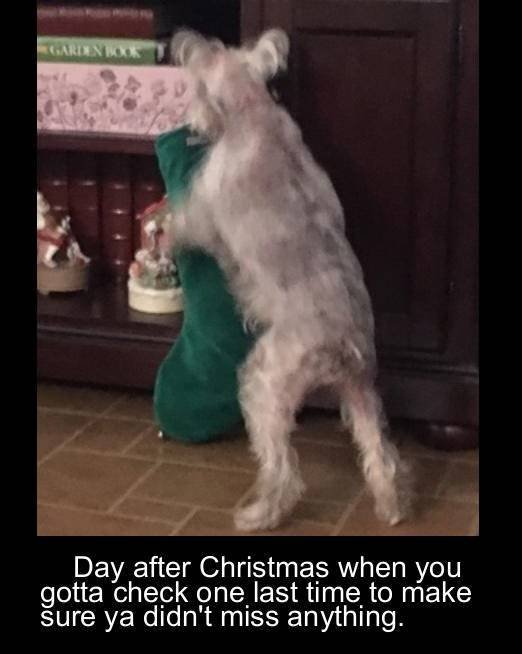 Christmas Memes (23 pics)