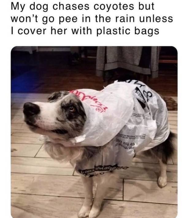 Funny Dogs (31 pics)