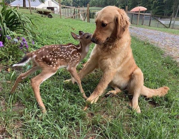 Animal Friendship (22 pics)