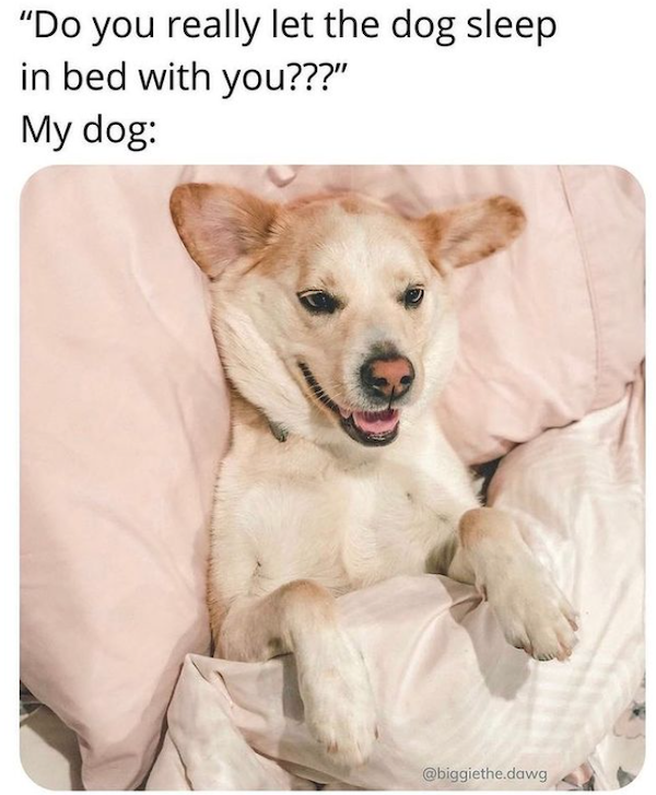 Dog Memes (31 pics)