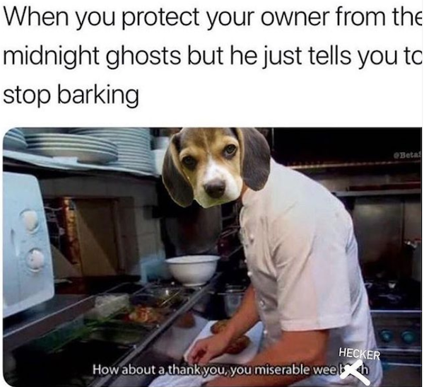 Dog Memes (31 pics)
