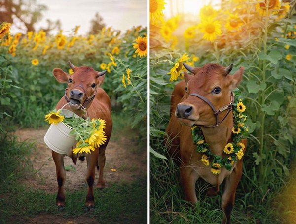 Cute Cows (35 pics)