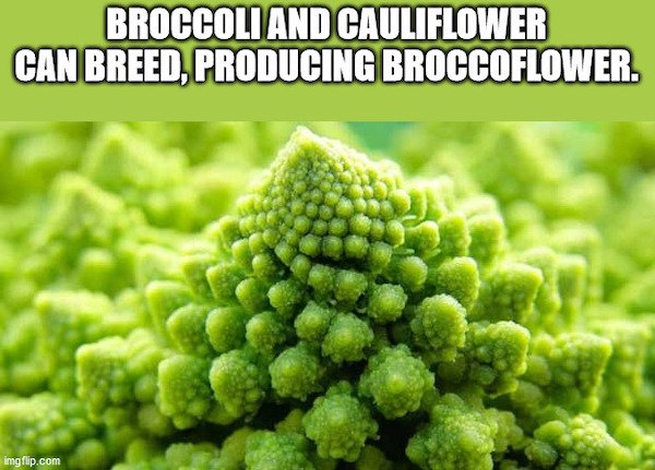 Curious Facts (29 pics)