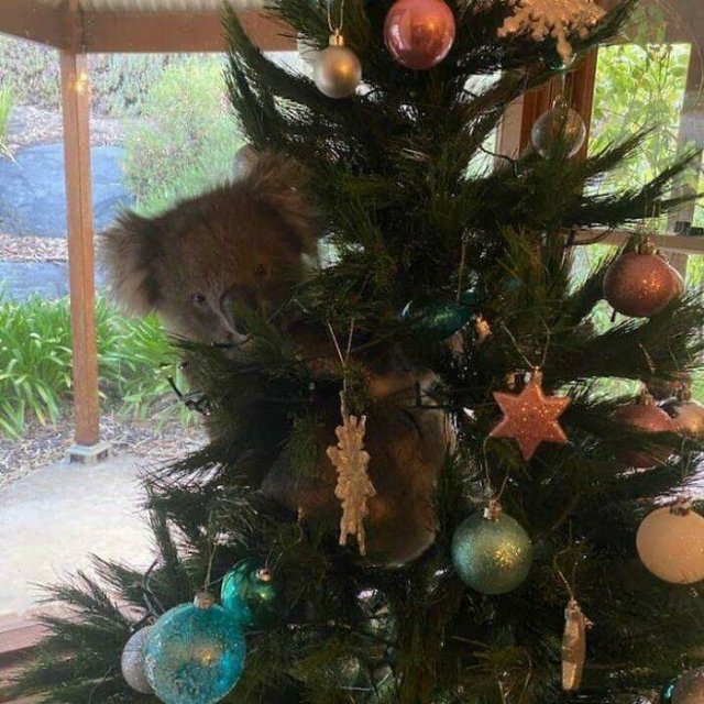 Christmas Wonders (41 pics)