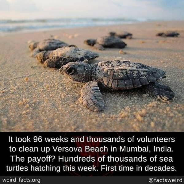 Curious Facts (46 pics)
