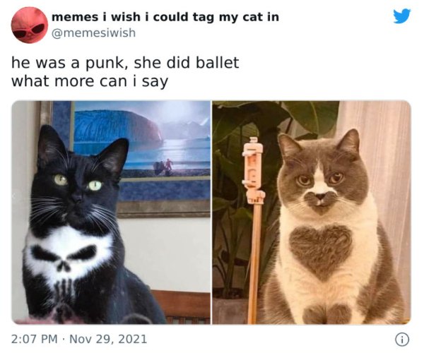 Cats Memes And Pictures (34 pics)