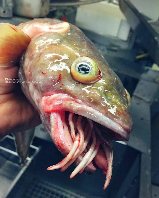 Deep Sea Creatures (30 pics)