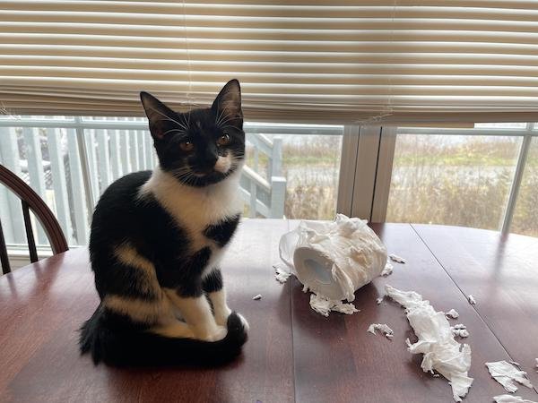 Pets Are Little Destroyers (18 pics)