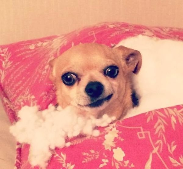 Funny Animals (60 pics)