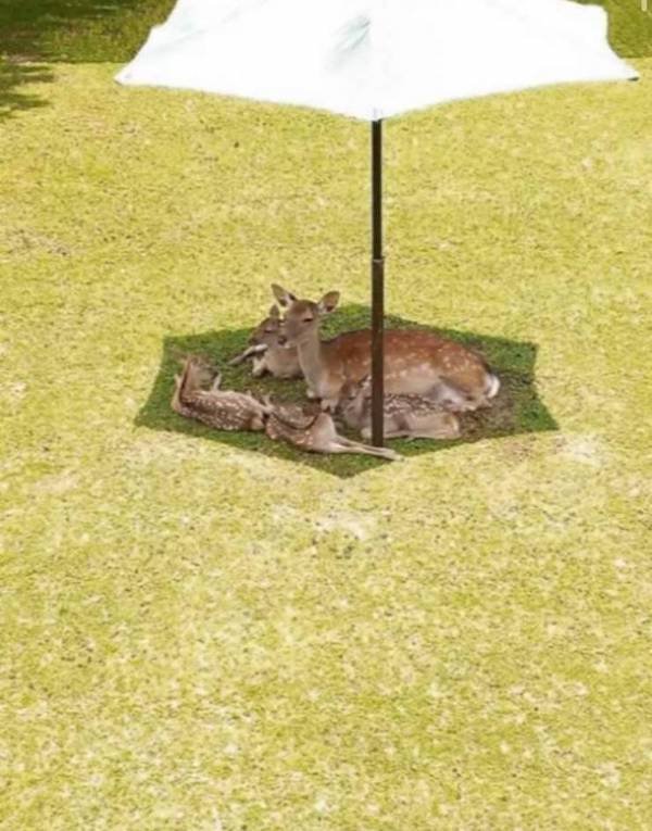 Funny Animals (60 pics)