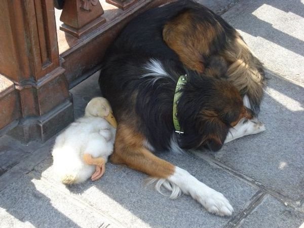 Funny Animals (60 pics)