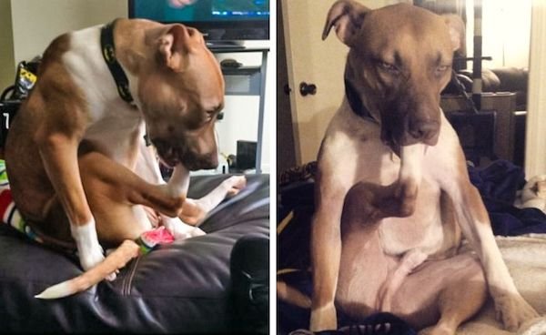 Funny Animals (60 pics)