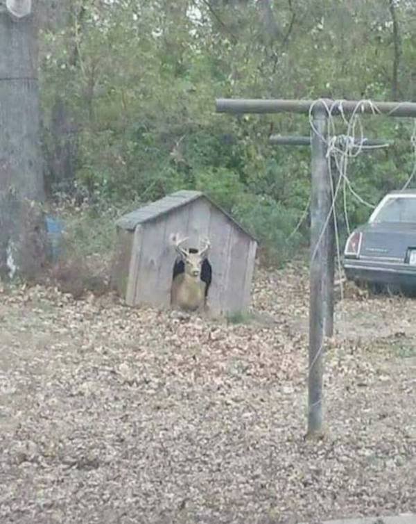 Funny Animals (60 pics)