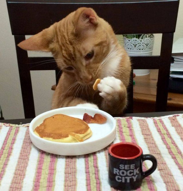 Funny Photos (34 pics)