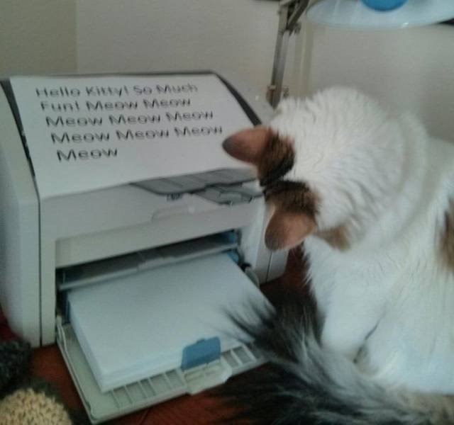 Funny Photos (34 pics)