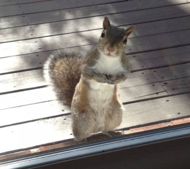 Funny Photos (34 pics)
